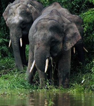 Sukau Village View Stay & Backpackers