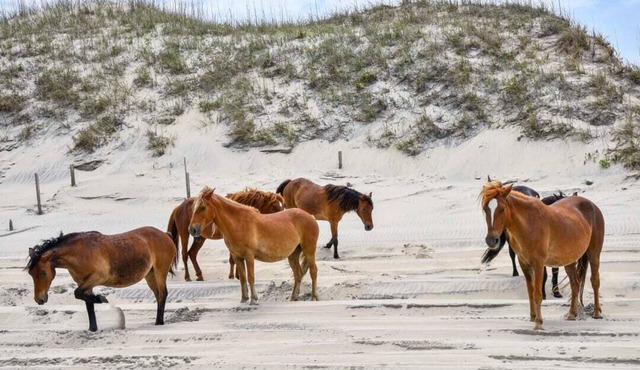 Summer DiscountsOcean view 4x4 beach escape Wild Horses Pet Friendly