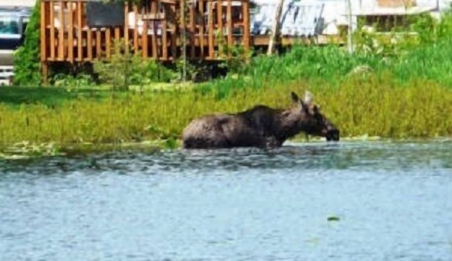 Summer on the lake, Silverwood Theme Park nearby