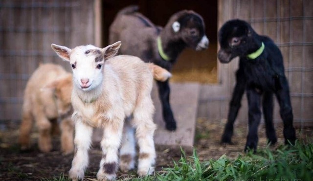 Sun Cabin Left Foot Farm Goat Dairy Mt Rainier