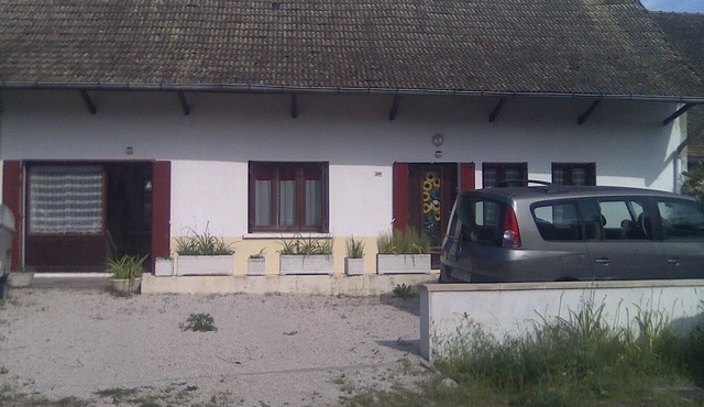 Sunflowers in burgundy
