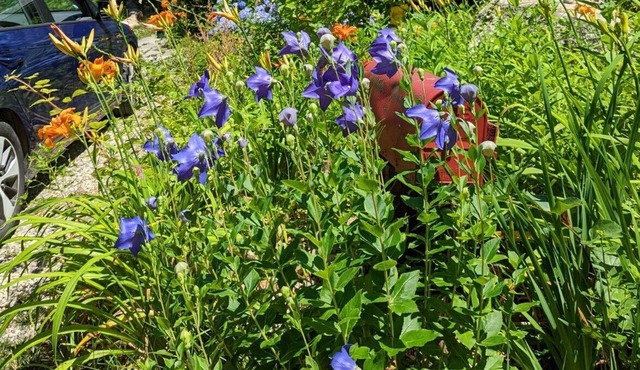 Sunlit home in Woods Hole Village