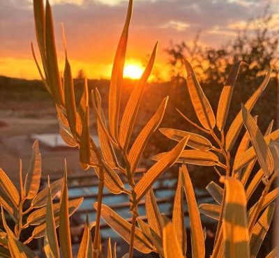 Sunset garden retreat