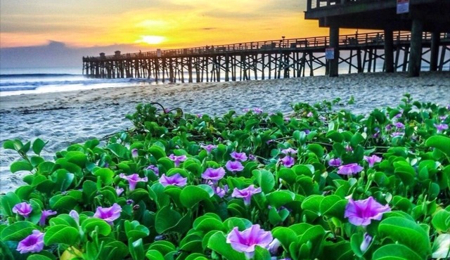 Sunshine Daydream in the heart of Flagler Beach
