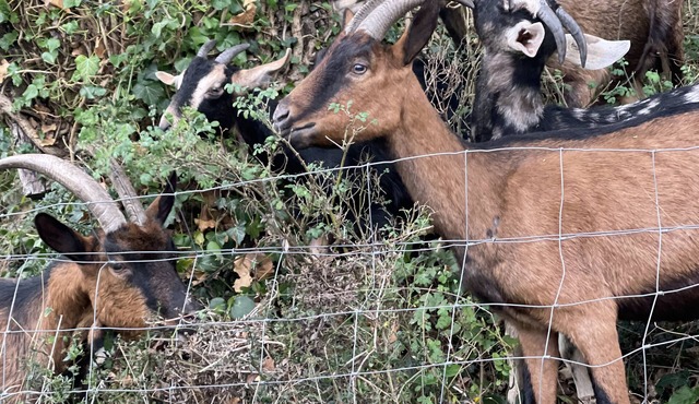 Superb 6+2 bed Provencal dwelling