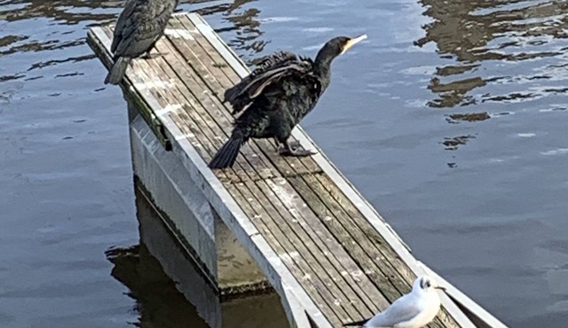 Sur le Port de St Goustan