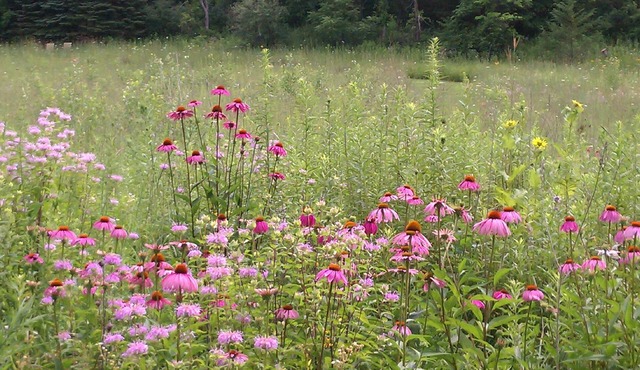 Sweet Haven 5 Bedroom, Wildflower Meadow, Woods, Trails, Charming Stockholm, WI