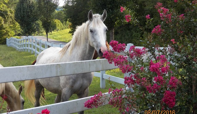 T-Lea Farm your 73 Acre Horse Farm Vaction Retreat in East Tennessee