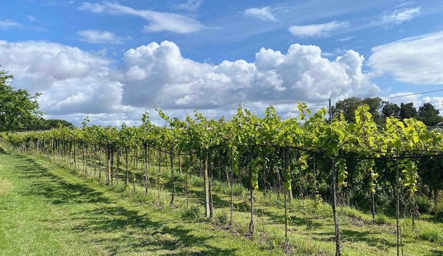 talian charm at VINEYARD near Karrebæksminde
