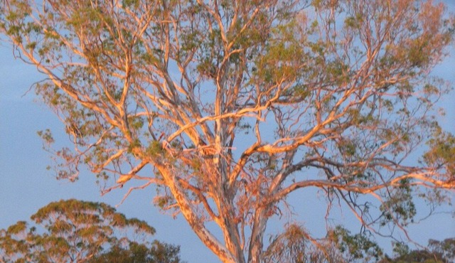 Tambo Trails through the Ringbark