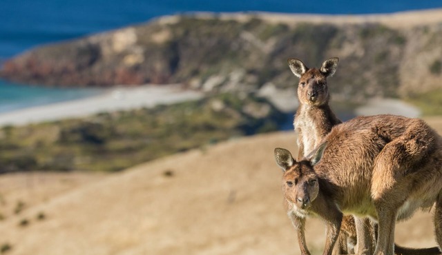 Tammar Ridge - Luxury at Snelling Beach