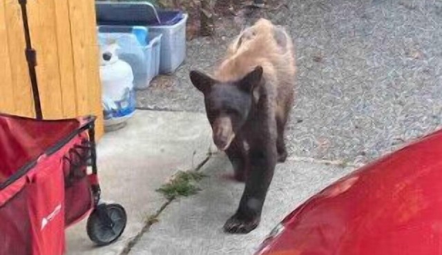 Taylor Creek Hideway