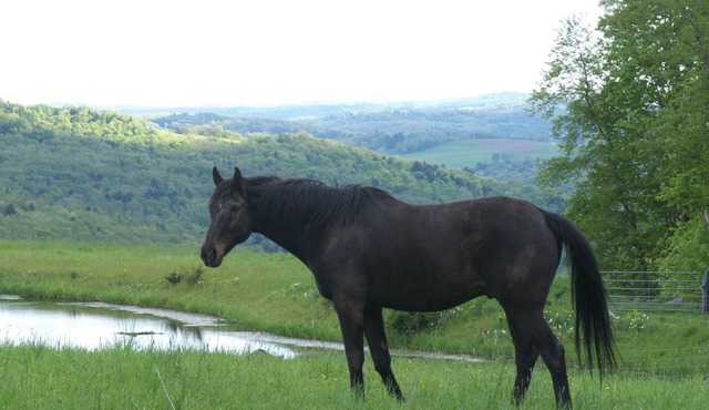 Tentrr Signature Site - Mountain Bliss Campsite