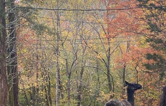 Tentrr Signature Site - Peaceful Hollow Farm Glamping