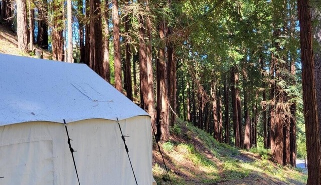 Tentrr Signature Site - Redwood Grove A