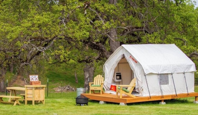 Tentrr Signature Site - Ancient Oak at Lane Creek Reserve