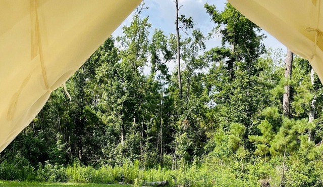 Tentrr State Park Site - Louisiana Sam Houston Jones State Park - Woodland I Sin