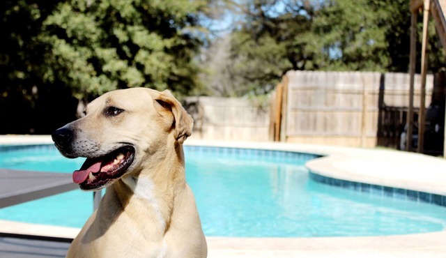 Texas Evergreen Oasis WACO/Silos/Baylor: Pool, Spa, PingPong, Pets on 1/3 acre