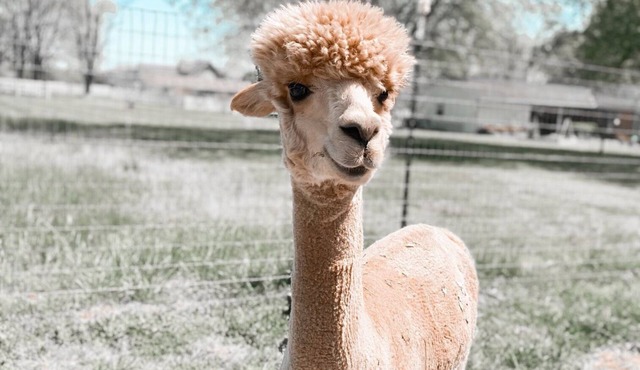 The Alpaca Campa - Minutes to Nashville
