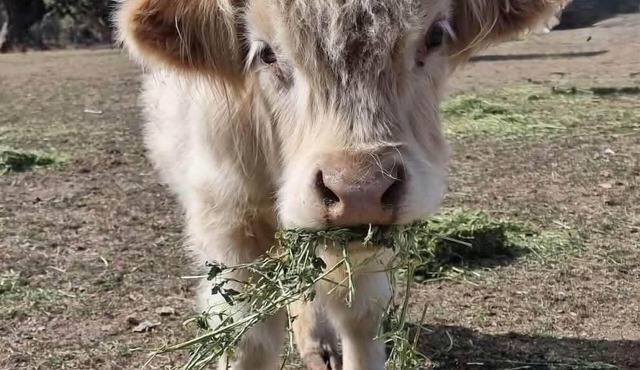 The Bower, Off Grid Cabin, Come and meet Hamish!