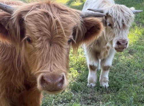 The Bower - Off Grid Cabin, Unplug, Relax & Unwind