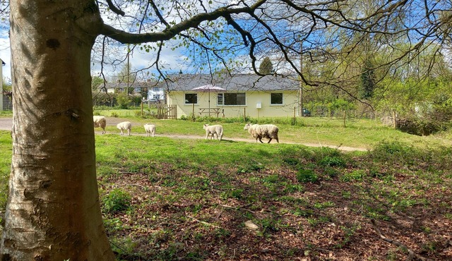 The Bungalow, Forest of Dean