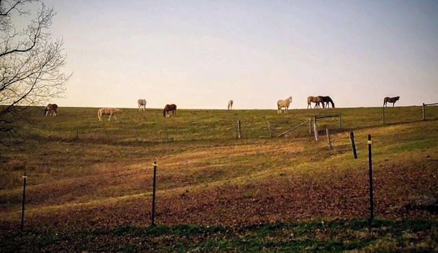 The Bunkhouse @Dragonfly Ranch is made to make you feel like home away from home