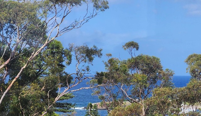 The Cabbage Palm Kiama. 5 min walk to everwhere. Location Location Location!