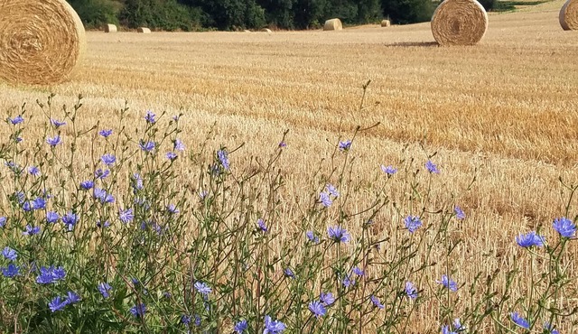 THE CLOSING OF THE CAREER