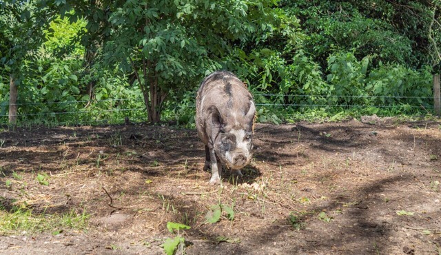 The Coach House - Norfolk