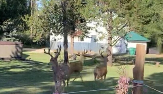 The Cottage is .5 mile to Cascade lake and 12 miles to Tamarack skiing