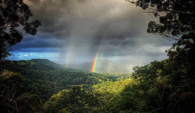 The Den of the Treehouse