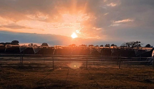 The Élise room offers calm, comfort and nature