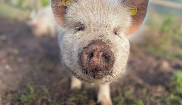 The farm, stay with beautiful views among animals