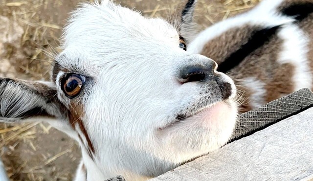 The Farmhouse at Sundrop Acres