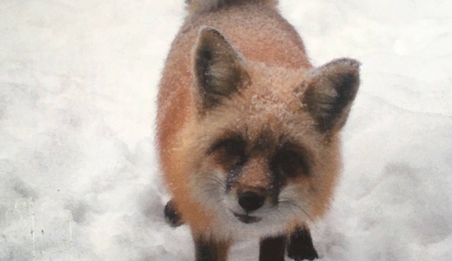 The Fox Den is the perfect cabin for a couples get away near Breckenridge CO.