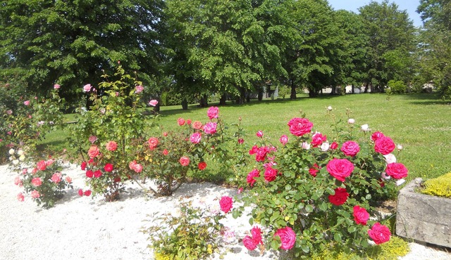 The house in the shade of the lime trees