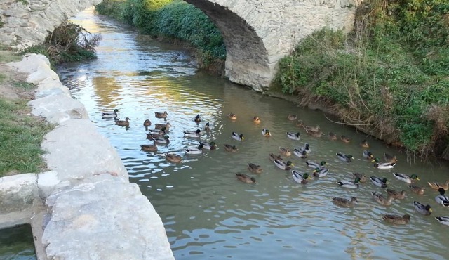 The Freixe de l'Ylla