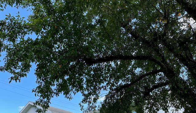 The George House: A Mid Century Retreat (5 min from Knobles)