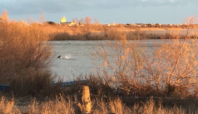 The Great Gardian Hut in the Camargue 5min of the Saintes maries de la mer