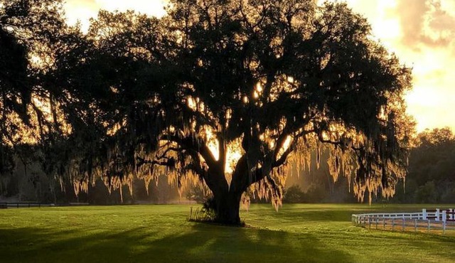 The Grand Oaks Resort