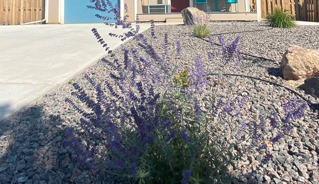 The house on mint mountain