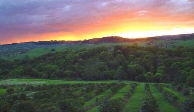The Hut Byron Bay HInterland