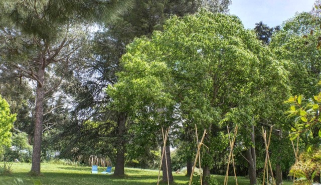 The Lime Tree in the Parc de la Dame