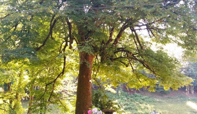 The lime tree of Bressolles