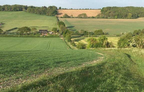 The little wilderness