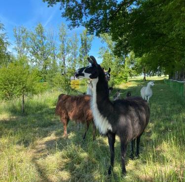 The Llama Farm France