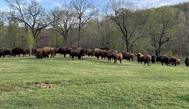 The lodge at the 4300 acre Hunt Mill Hollow Ranch is a wildlife destination.