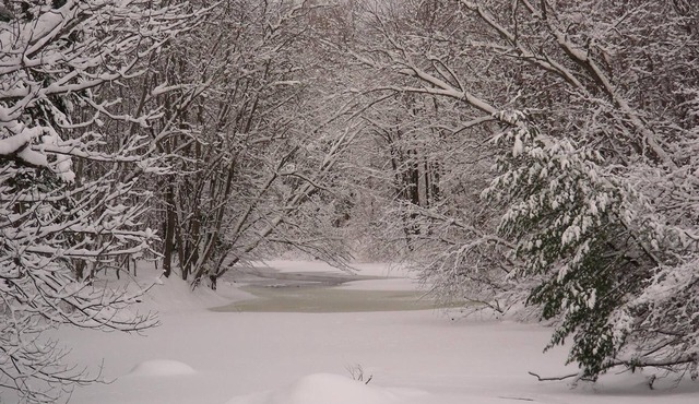 The Maples at Warner