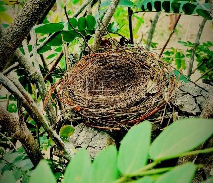The Nest Tiny Home Mt Irvine
